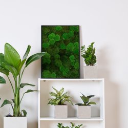 Mosbillede i mosmix 006